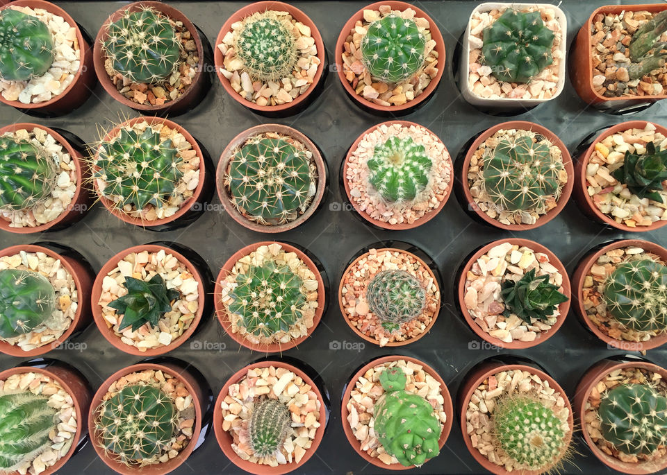 Cactus background on many pot and quills 
