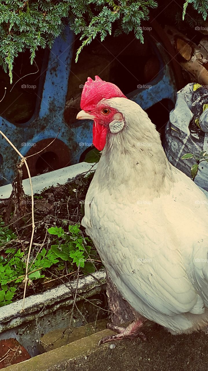 Posing chicken