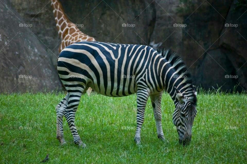 Zebra at Asheboro zoo