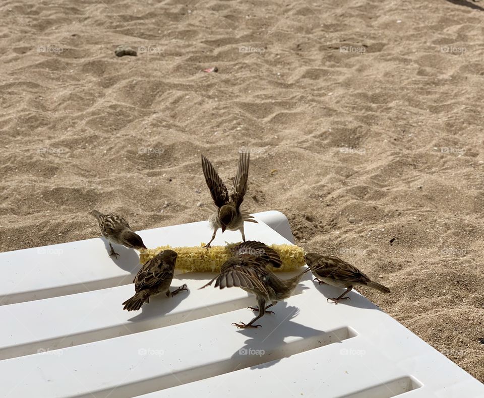 sparrows feast on the remnants of corn