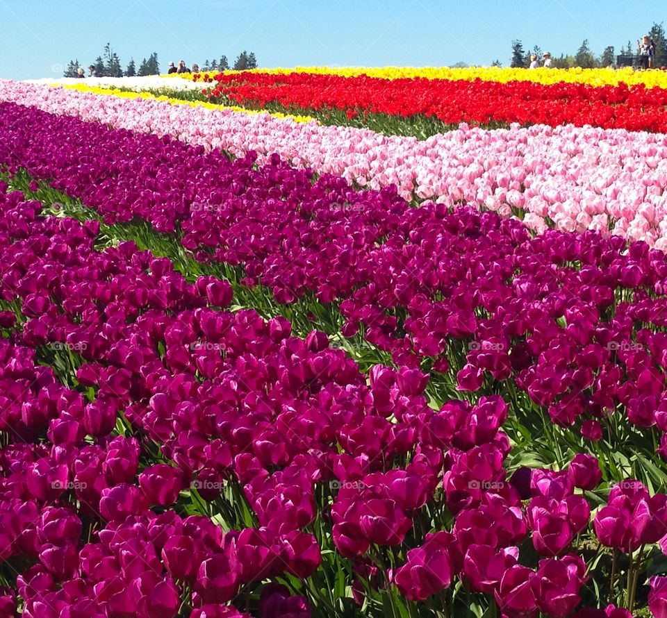 Tulip farm