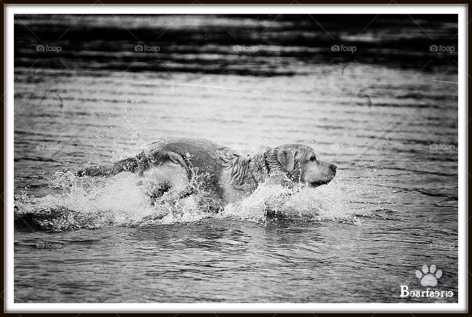 11 river sava by bearfaerie