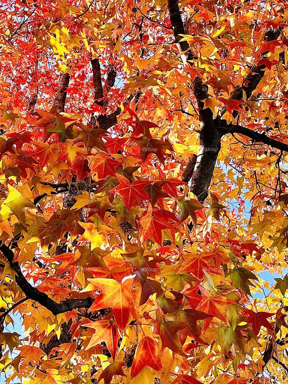 Fall Tree Leaves