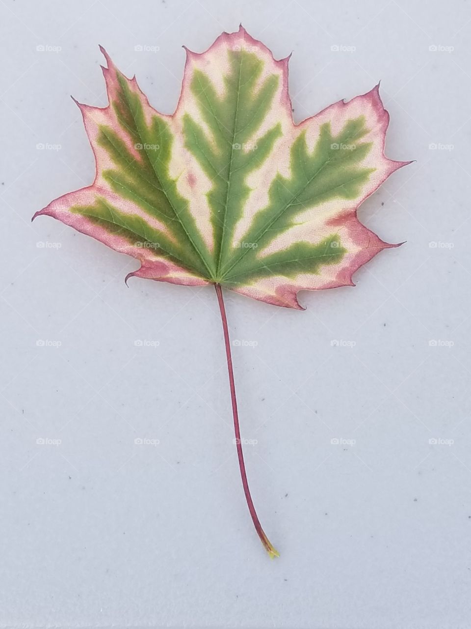 this is just a really cool looking leaf