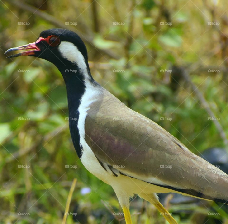 The red-wattled lapwing is an Asian lapwing or large plover, a wader in the family Charadriidae