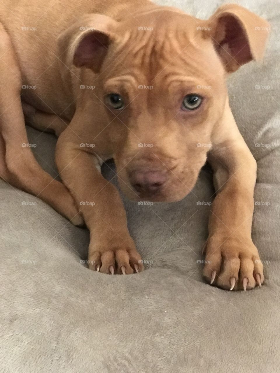 Red nose pit bull dog puppy 