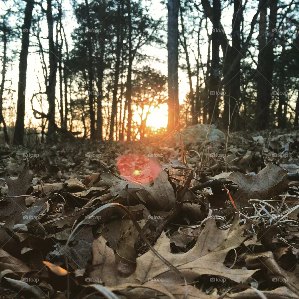 Wood, Flame, Tree, Environment, Nature