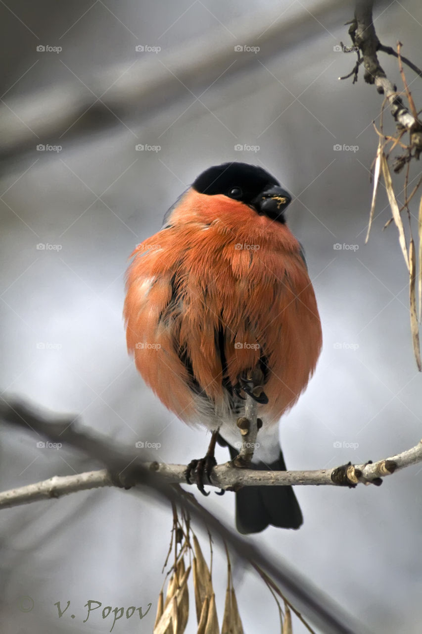 Bullfinch