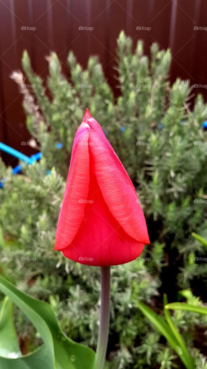 red tulip