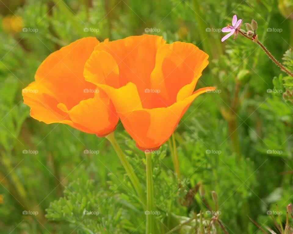 poppies