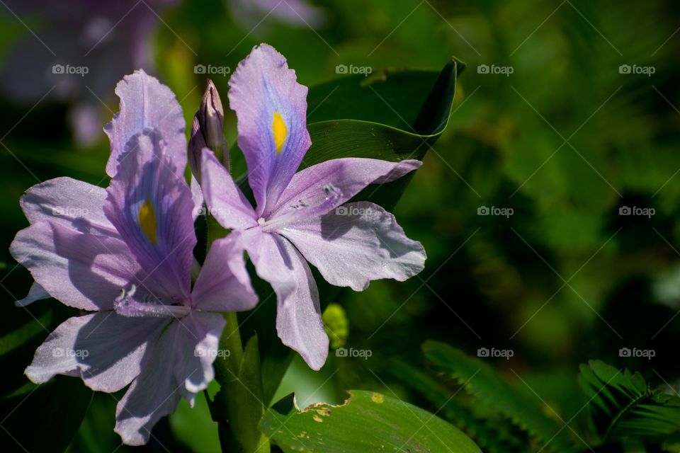 flowers