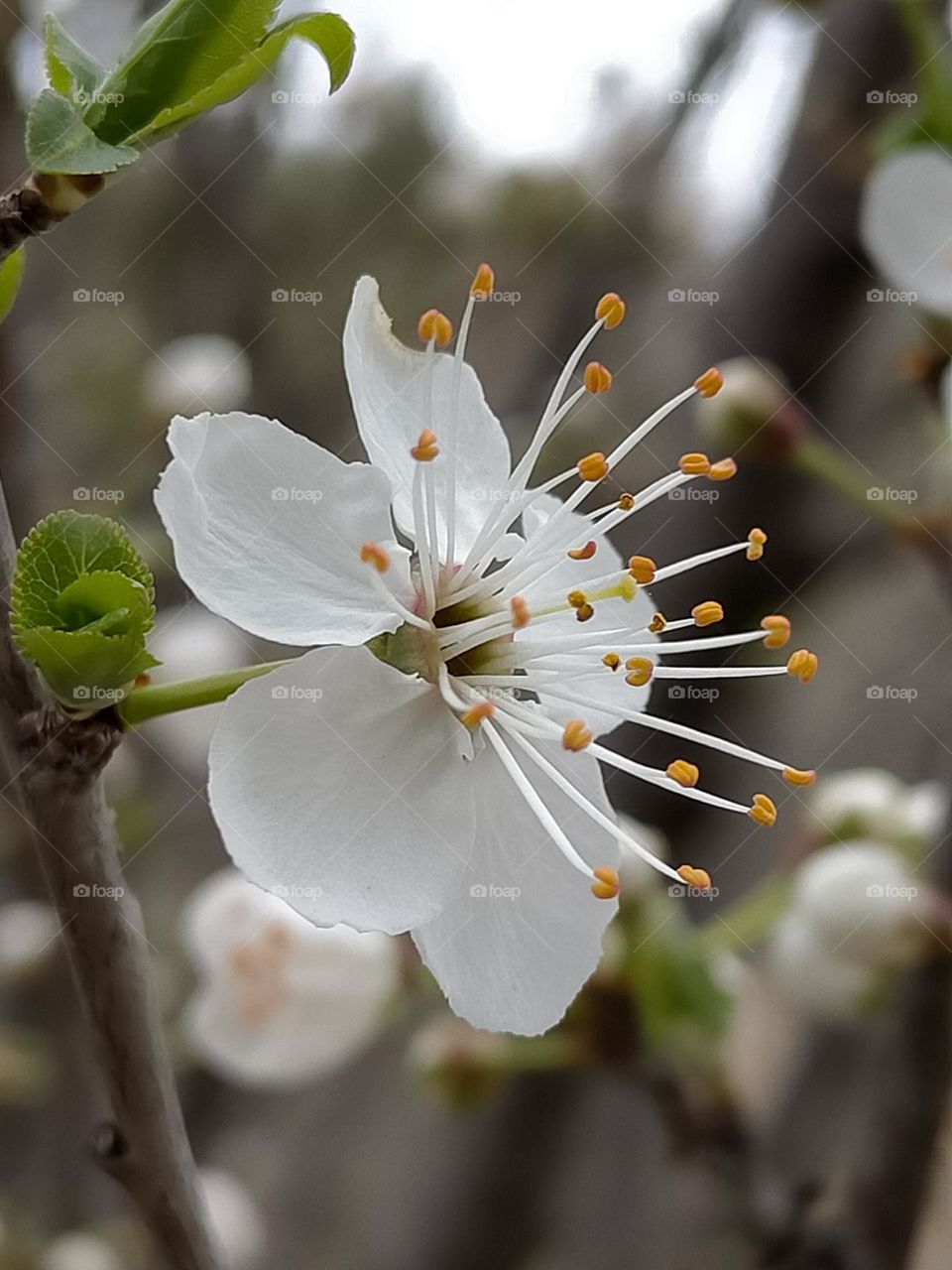 White flower at the beginning