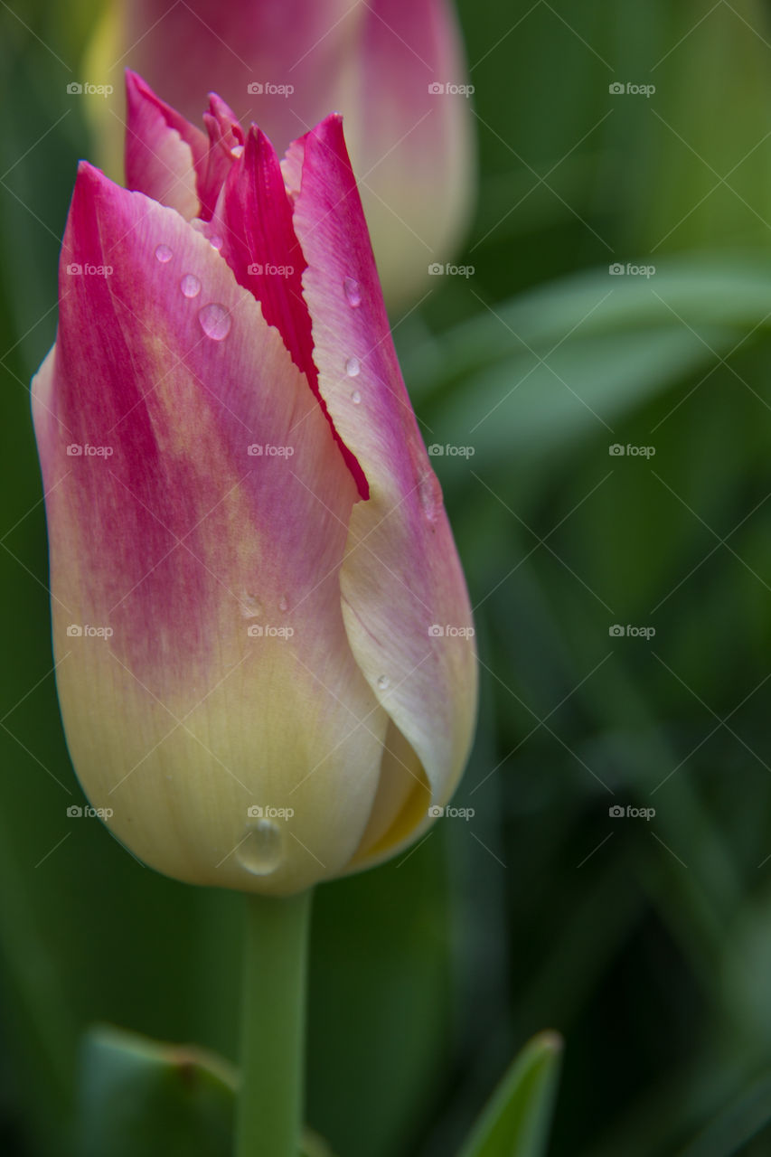 Tulips and water droplets 