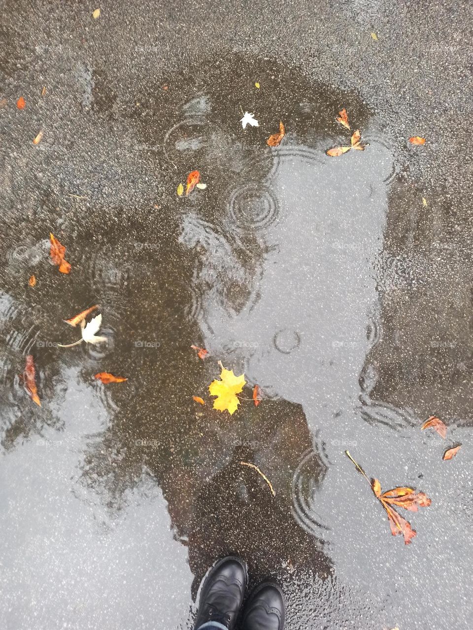 rainy day. rain, rainy weather, autumn rain, autumn, leaf fall, maple leaf in a puddle, puddle