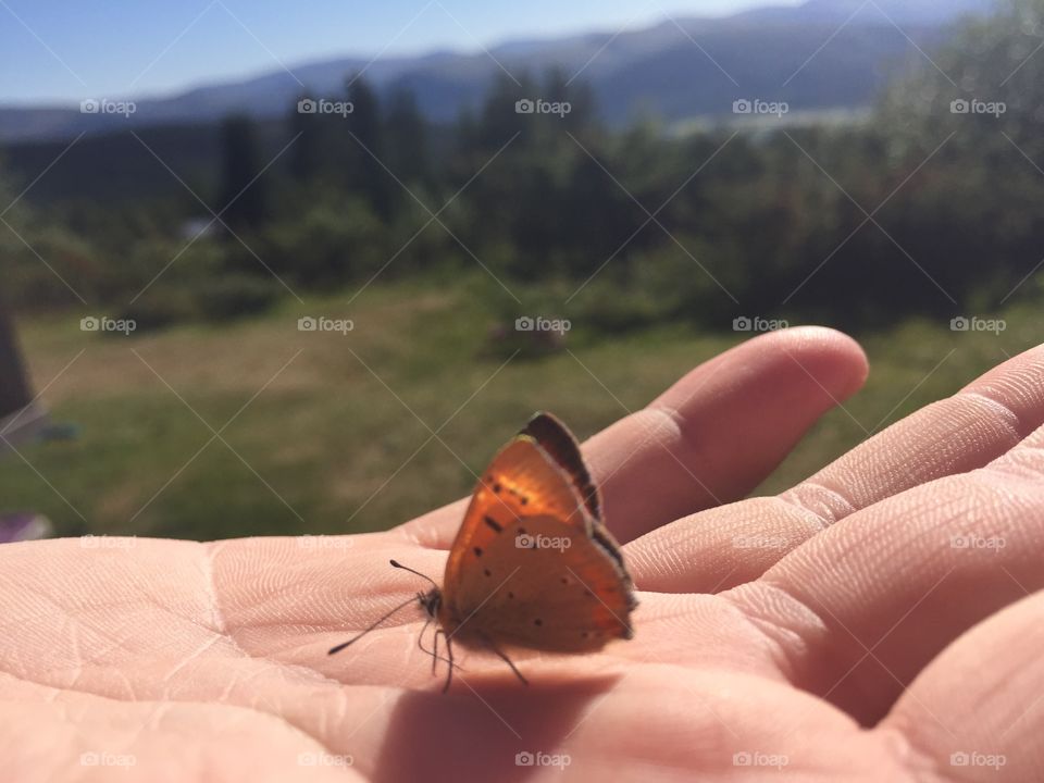 Walk. Butterfly can also walk 