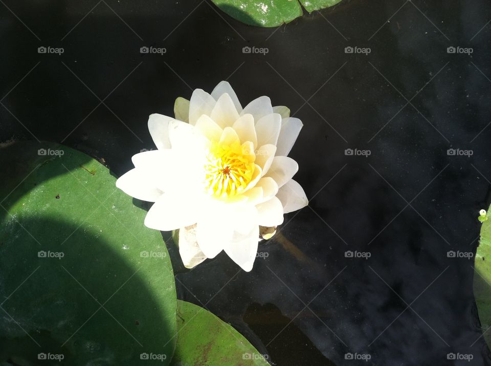 Water lily perfection