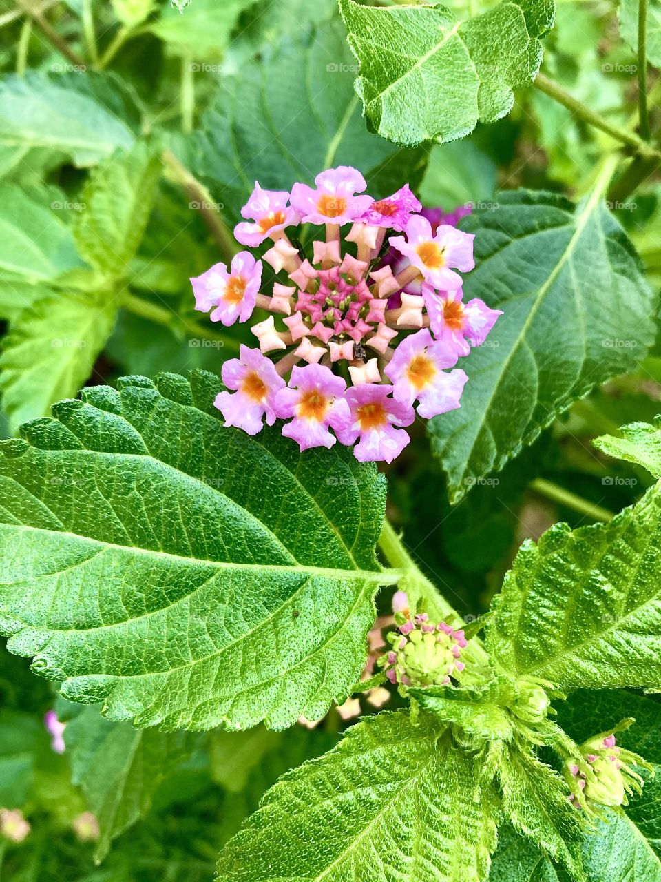 🌹 🇺🇸 Very beautiful flowers to brighten our day.  Live nature and its beauty. Did you like the delicate petals? / 🇧🇷 Flores muito bonitas para alegrar nosso dia. Viva a natureza e sua beleza. Gostaram das pétalas delicadas? 