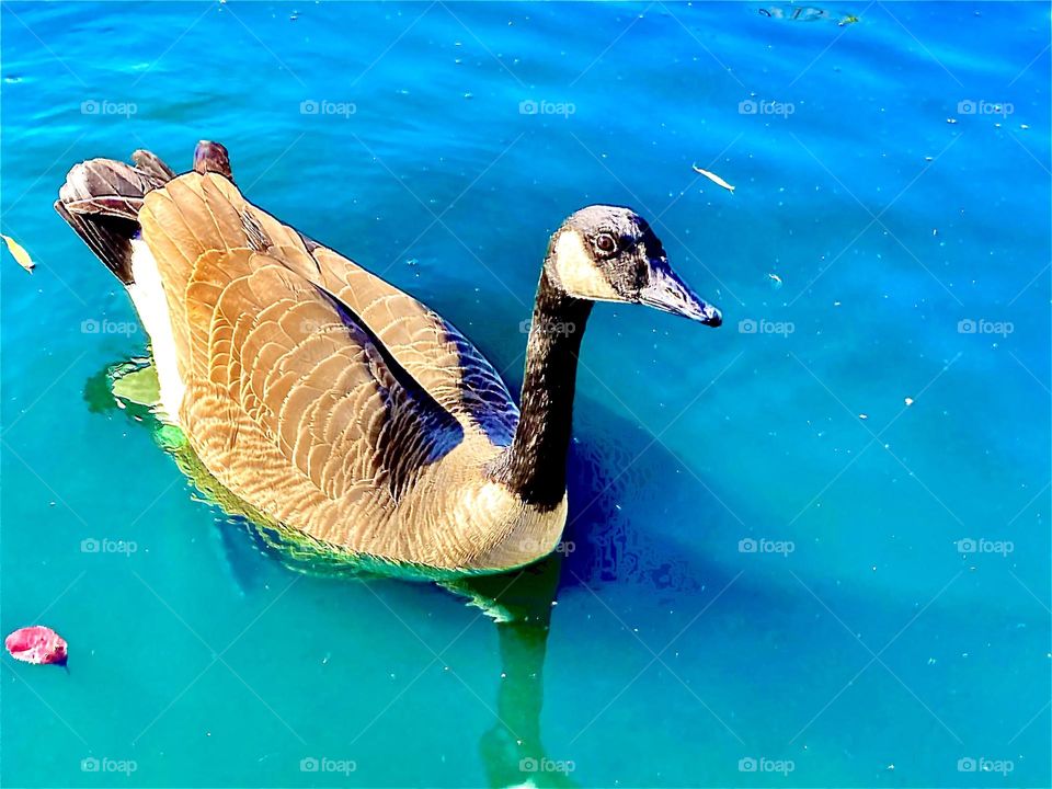 Canadian goose swimming in pond on a sunny day 