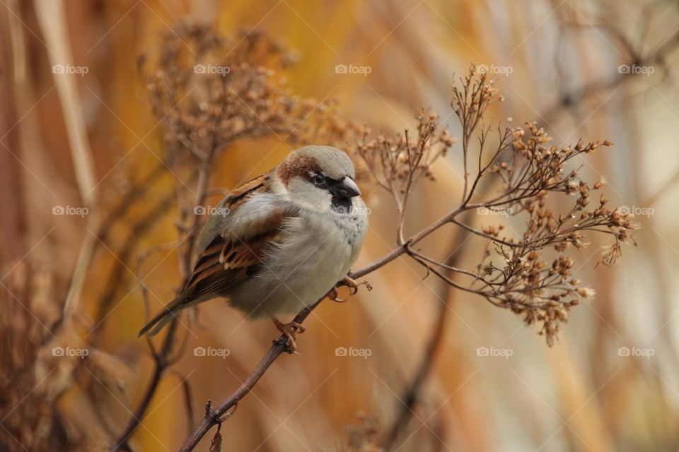 Beautiful and cute bird