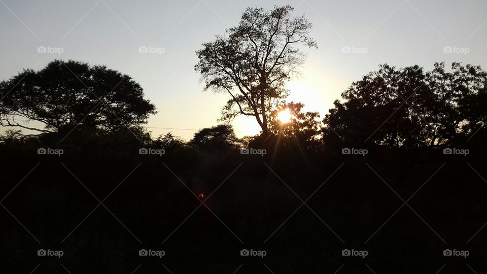 Tree, Landscape, Dawn, Backlit, Sunset