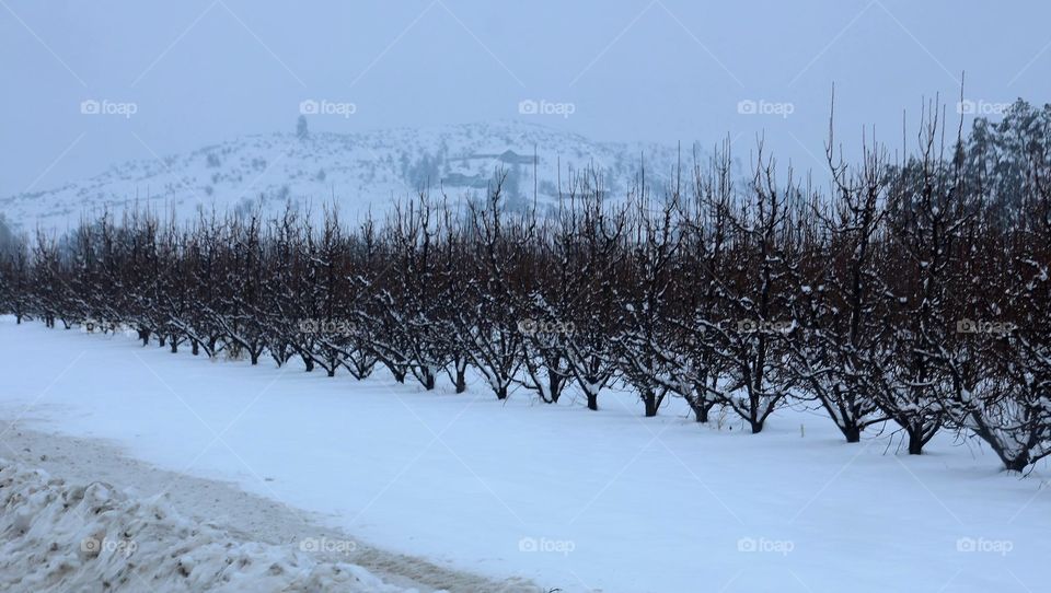 Orchard in Winter