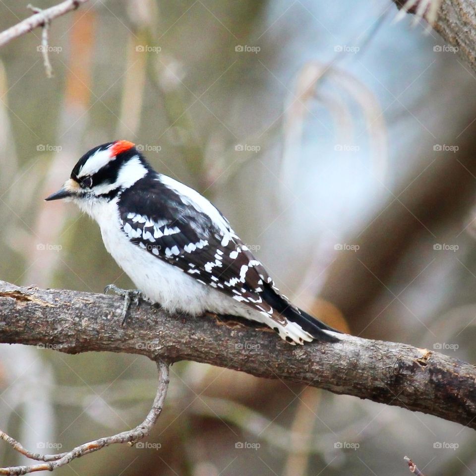 Woodpecker 