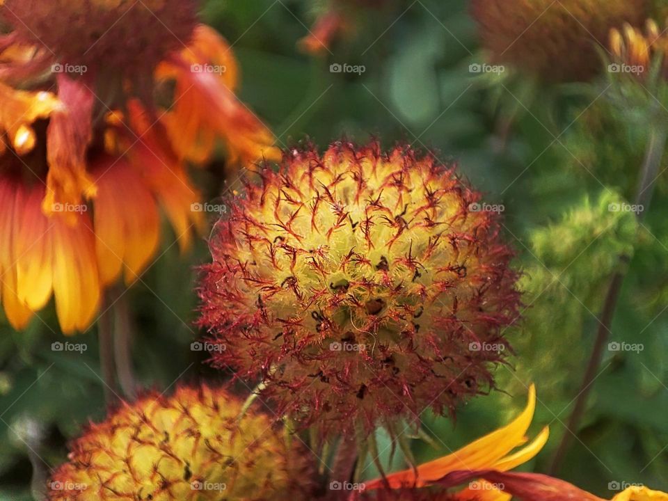 Macro photo of a flower growing in the garden