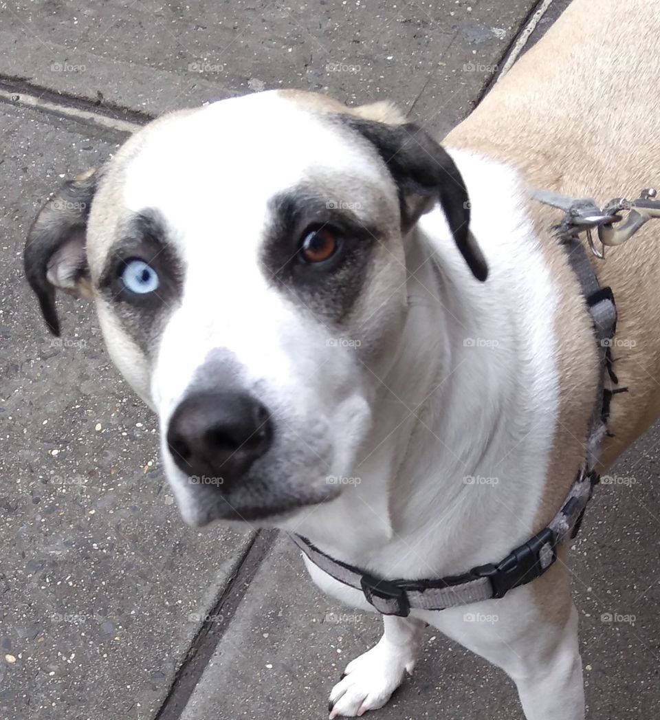 Dog with 2 Colored Eyes on the Streets of NYC