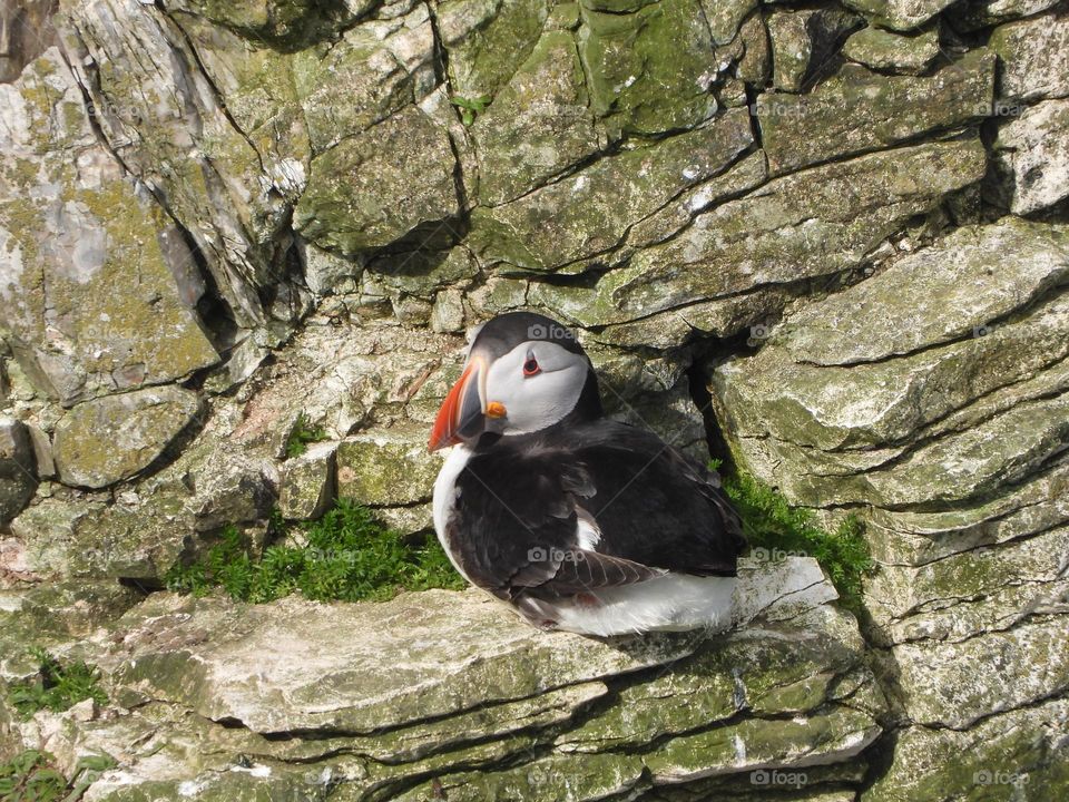 A puffin on a cliff