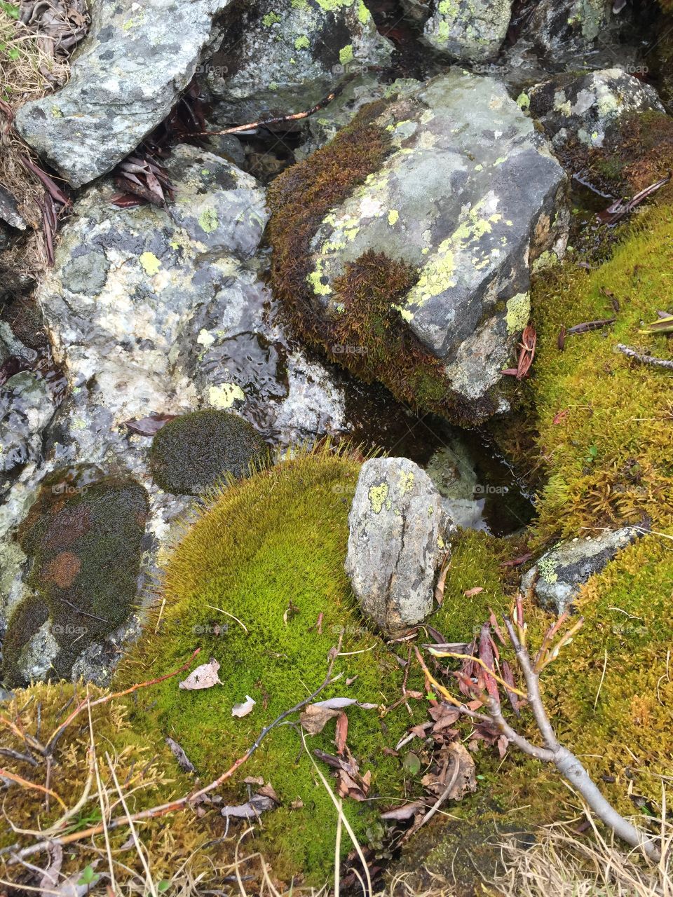 Moss and rock/мох
