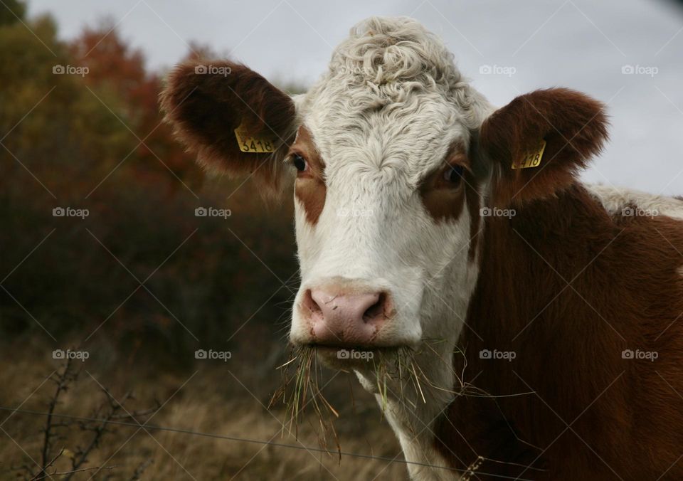 A cow 