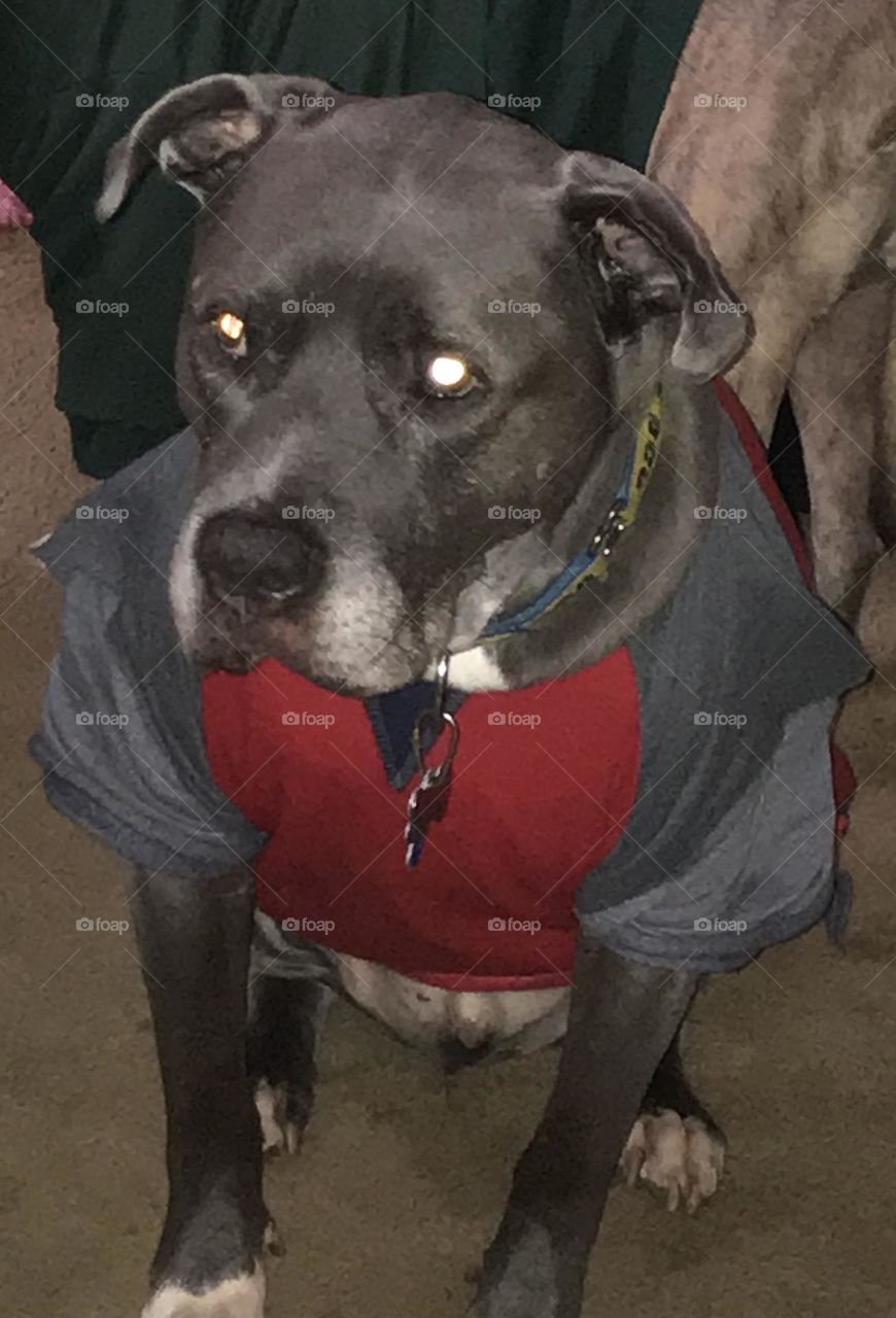 A pitt bull named Grayson.