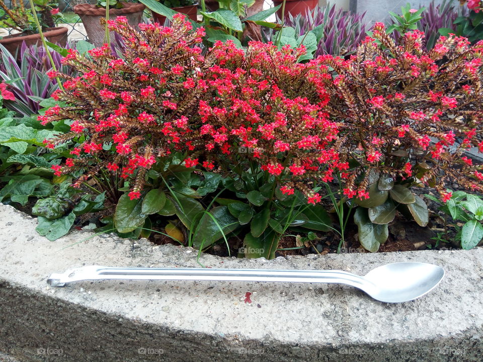 Flower, Garden, No Person, Leaf, Flora