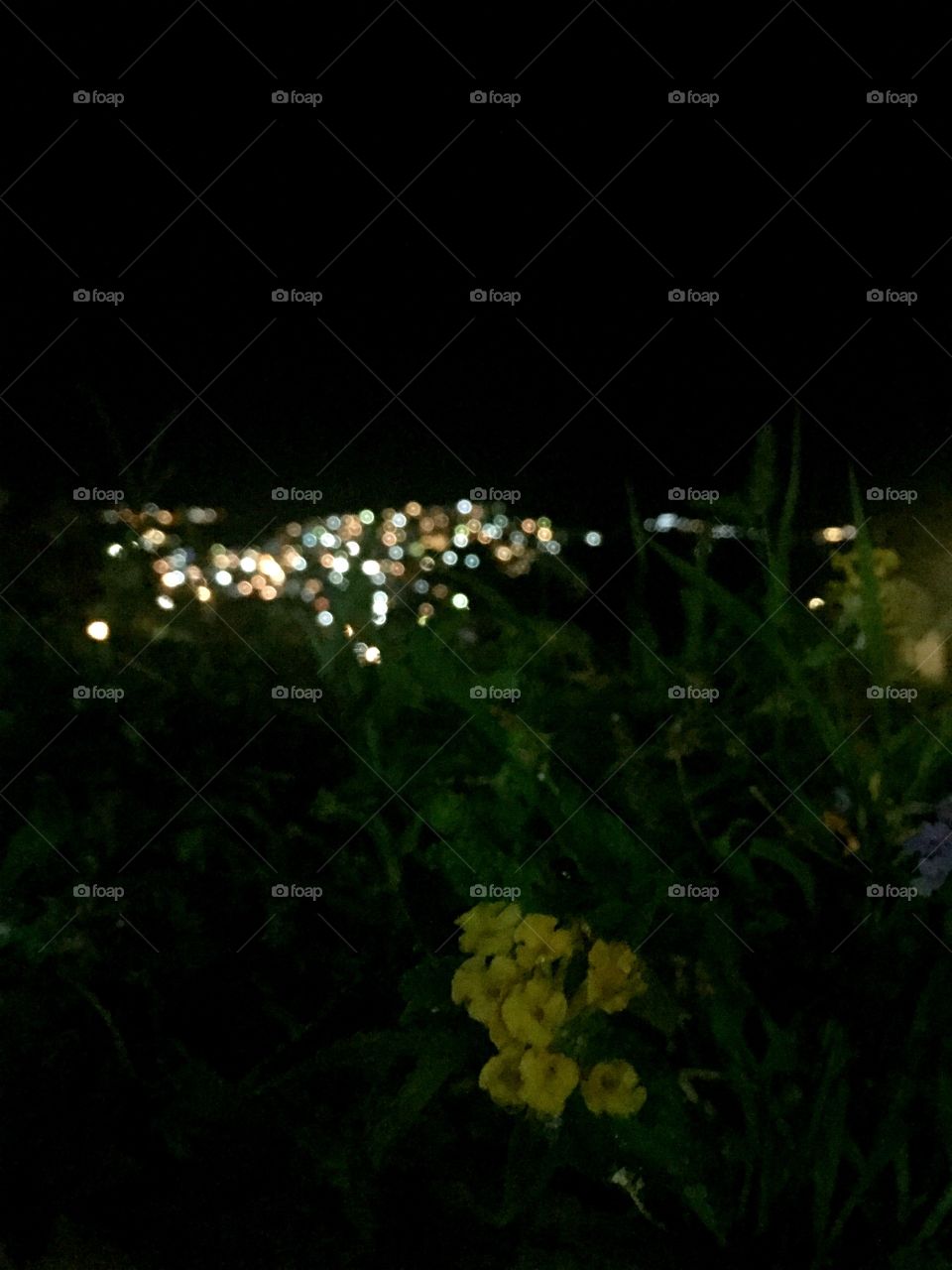 Yellow flowers and city lights