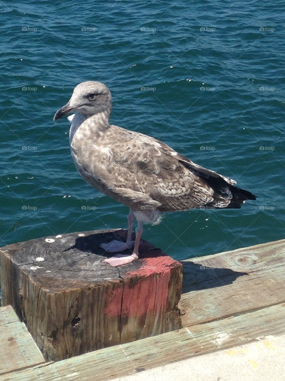 Seagull at the pier