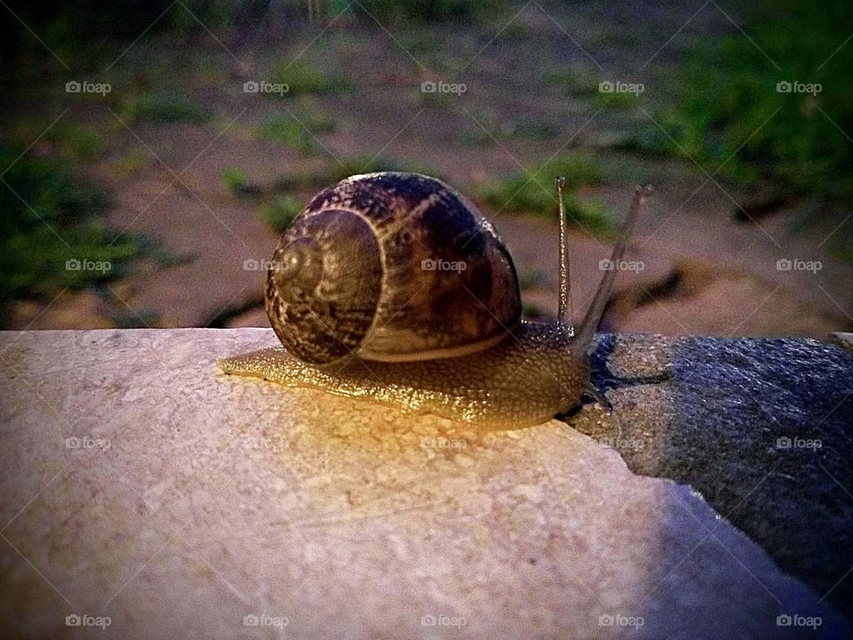 Snail crawling overnight