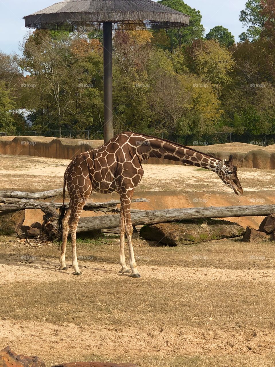 Giraffe at the zoo