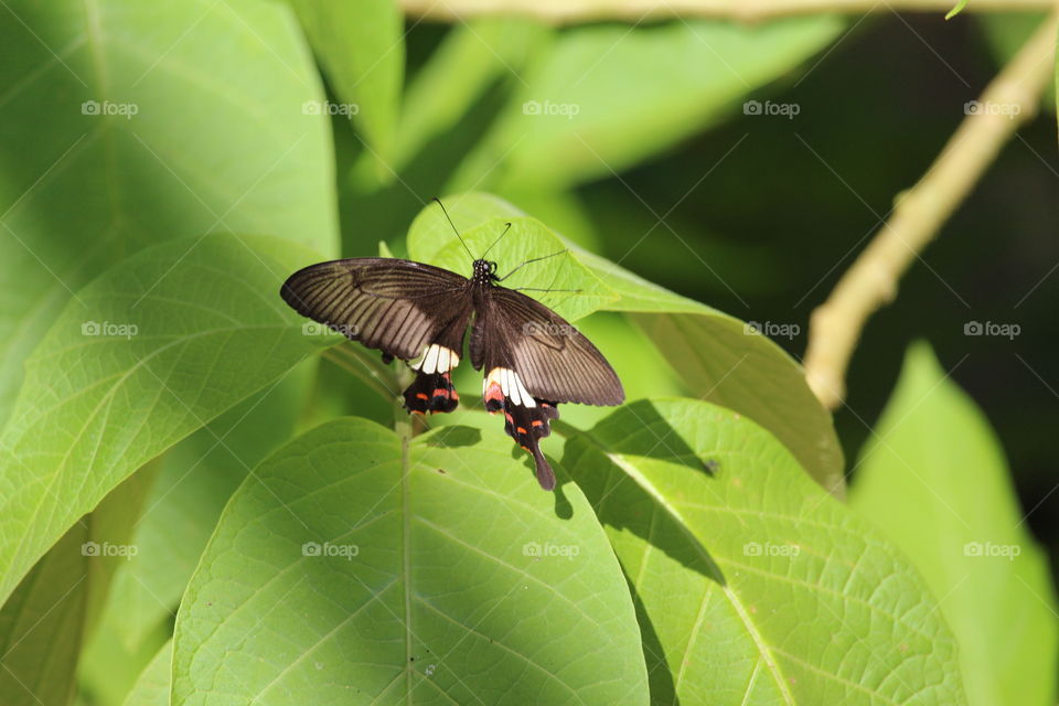 Wonderful butterfly at Kuang Si Falls Butterfly Park - Luang Prabang-Laos 