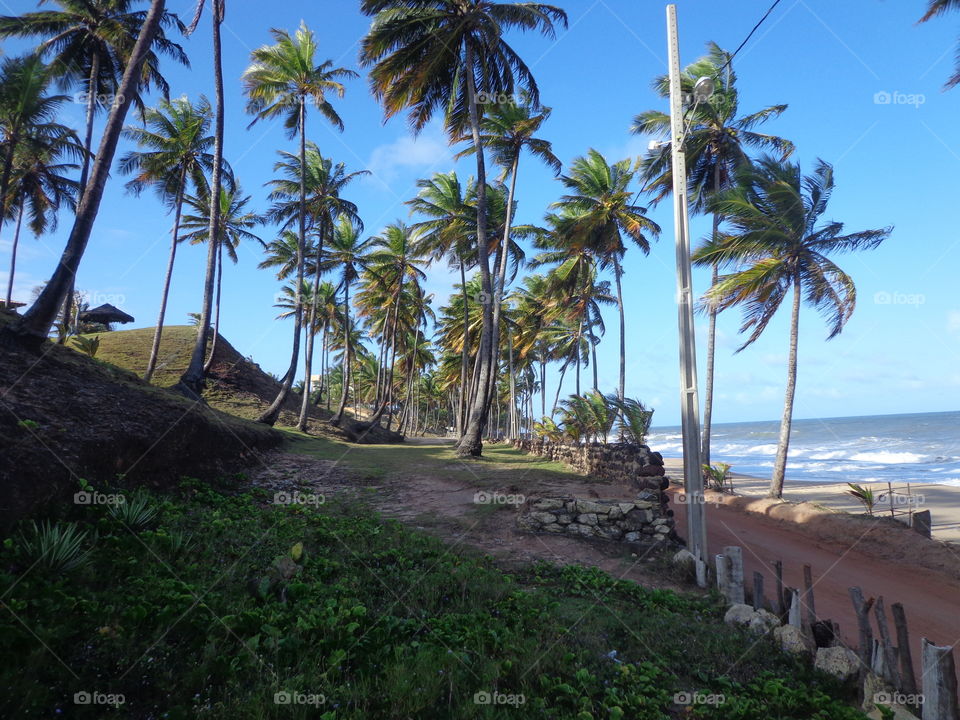 beautiful beach of Paraíba Brasil. Palm