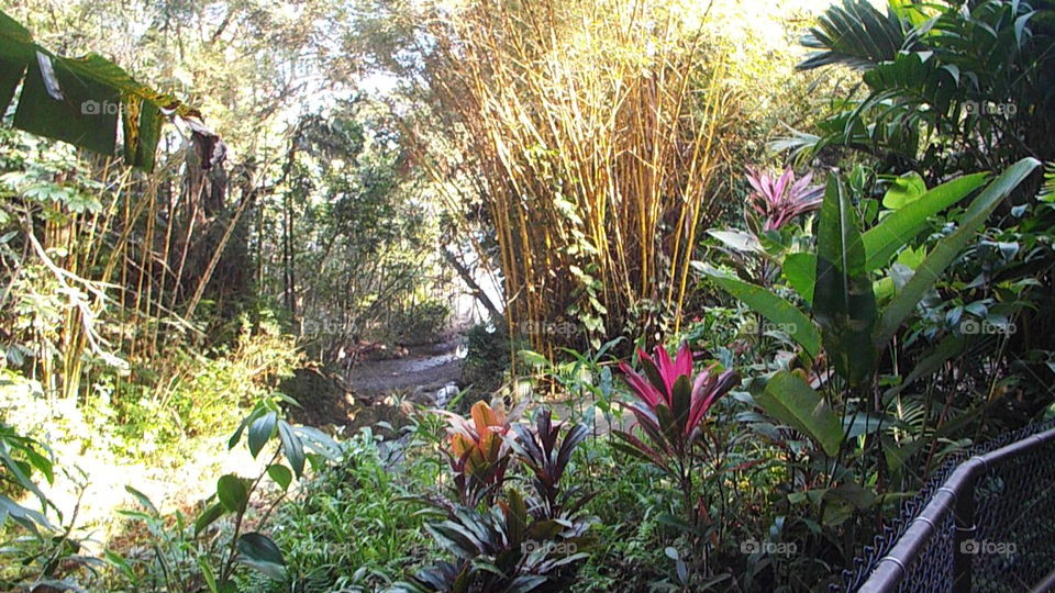 Botanical Garden. Hilo Hawaii