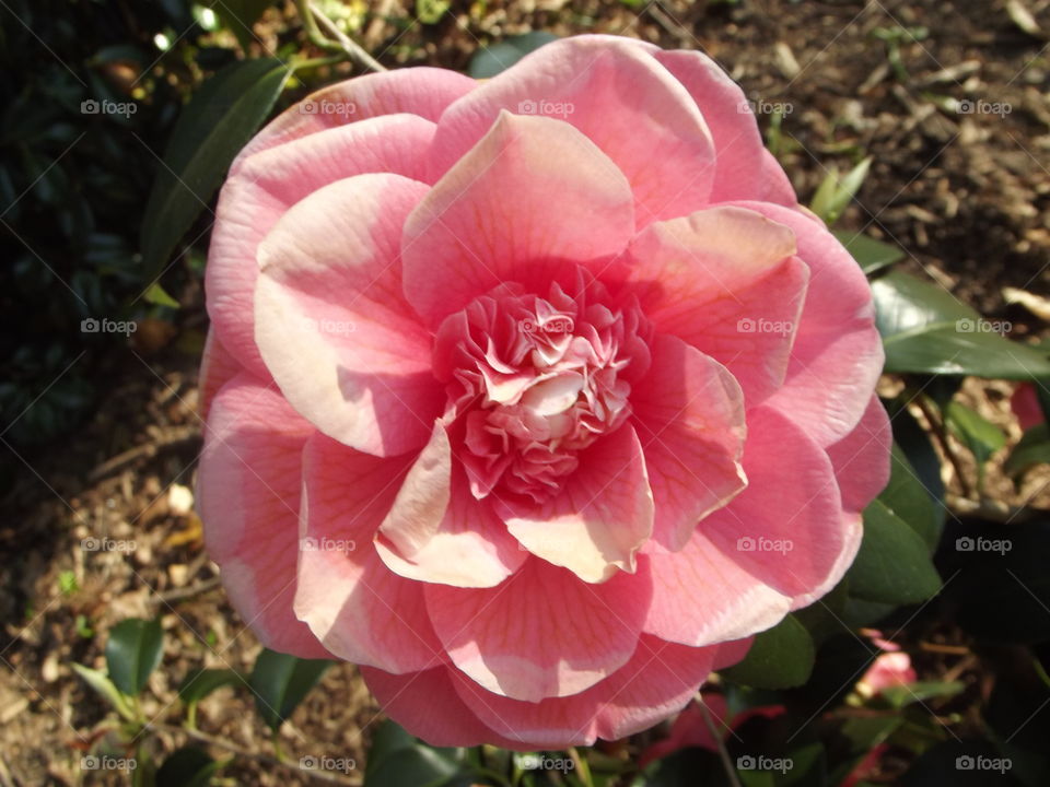 Pink And White Camellia Flower