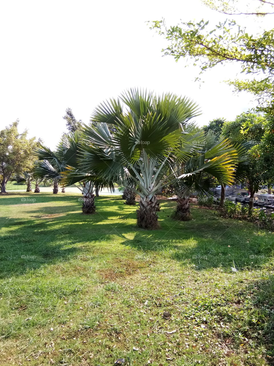 palm
garden
nature
land
tree