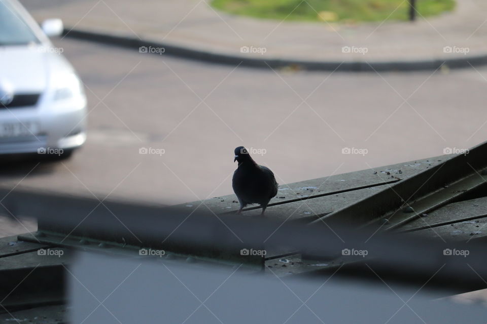 Pigeon Wuppertal 