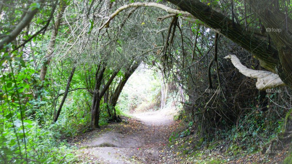 Trail at Yosemite National park