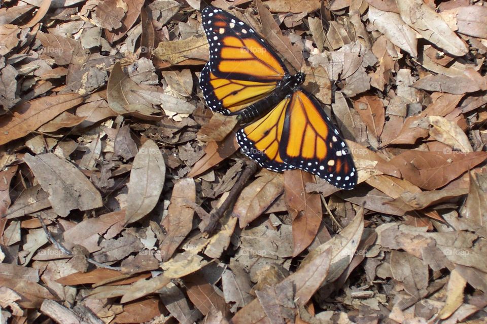 Butterfly on a bed of leaves