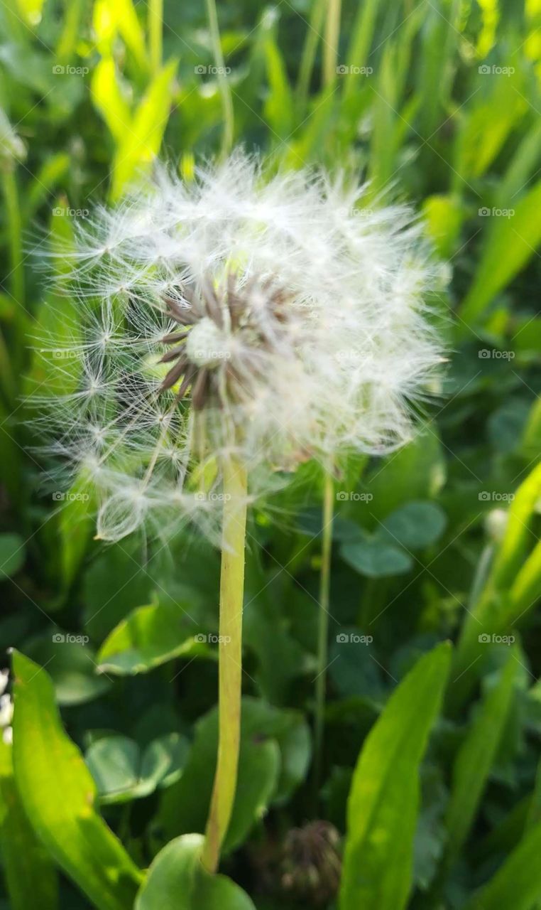 My children love dandelions, and so do I.  I love blowing them, closing my eyes and asking Venezuela is always one of those wishes