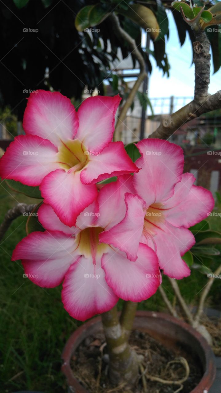 Beautiful Flower 😍