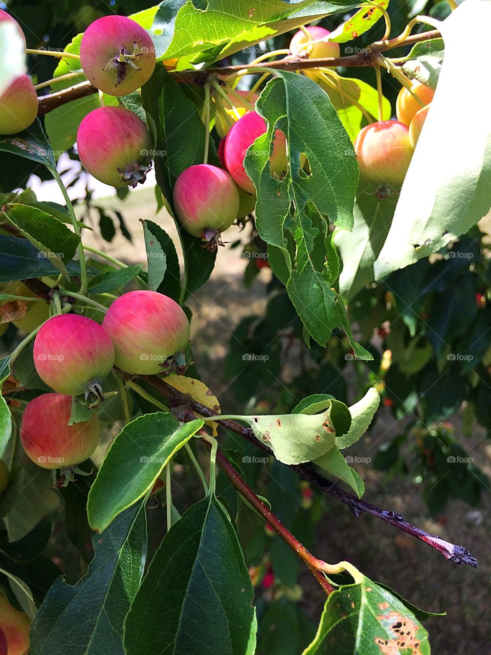 Crabapple tree full bloom! 
Looks good!!