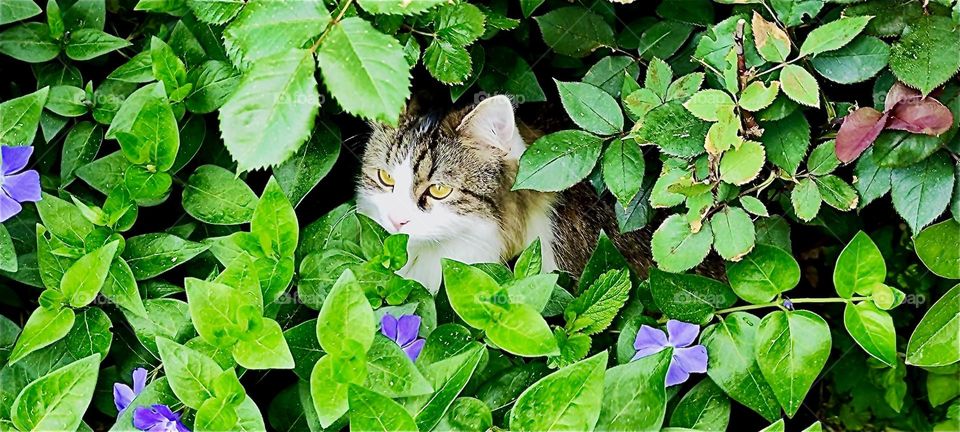 “Linda”, the cat is slowly emerging from her hiding place in between the bushes and flowers in a beautiful garden in “Lower Bavaria”, Germany taking a curious look all around. 2024. Hypnotic Productions