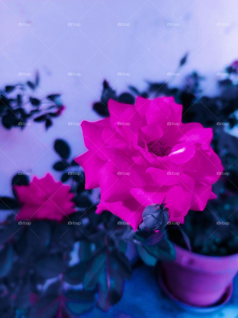 rose flower
